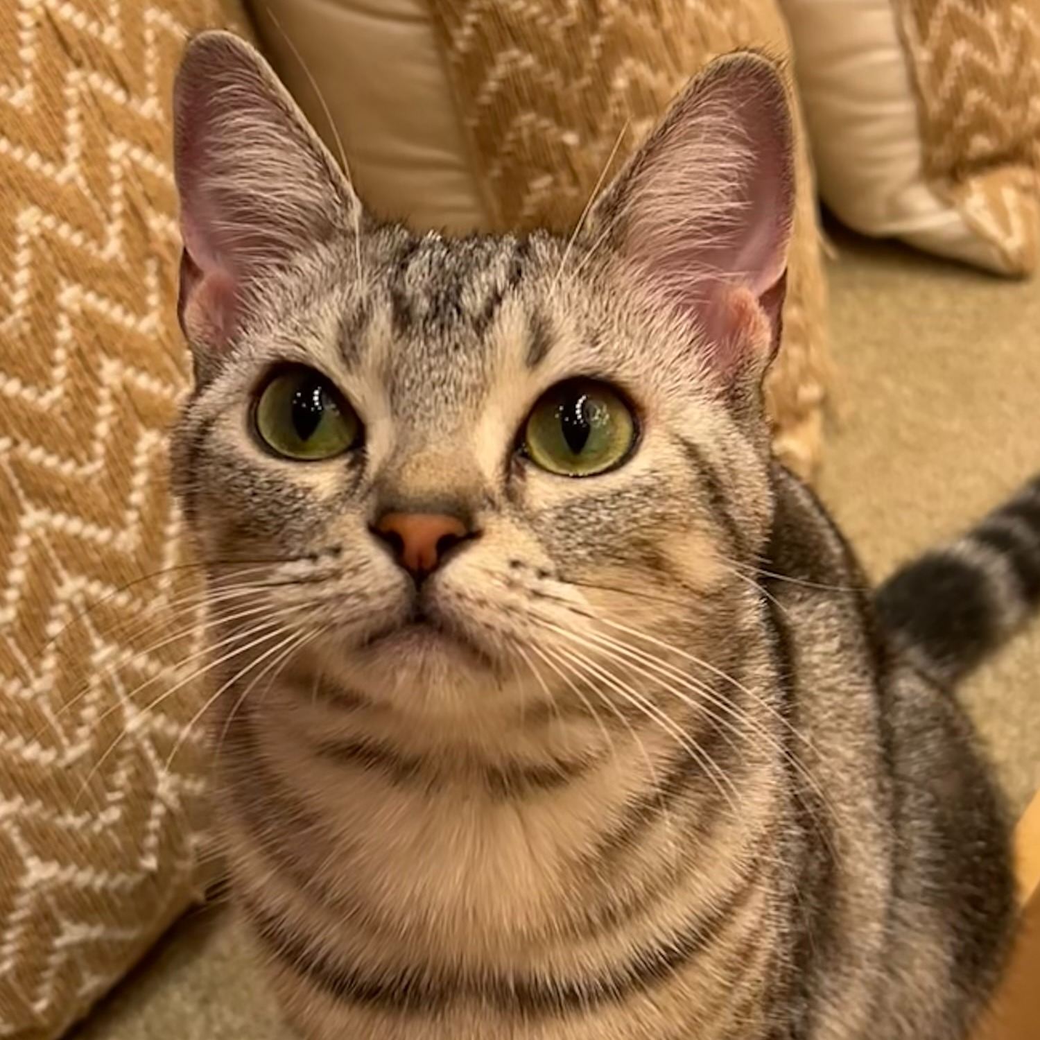 ふゆこ